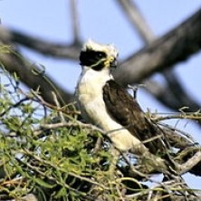 gambia 3