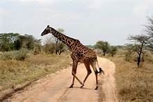 uganda giraf