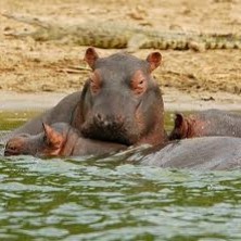 ugandan nijlpaard