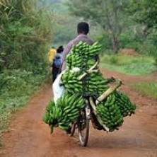 uganda fiets met bananen