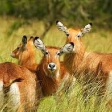 uganda impala