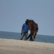 foto paard